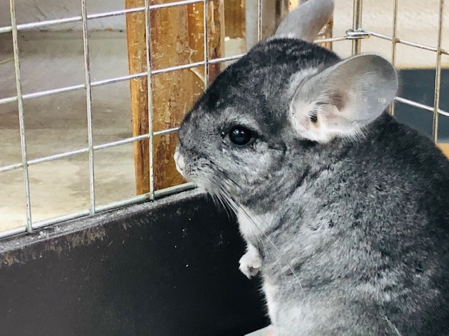 小柄で可愛い　チンチラ　ノーマルグレー　女の子　入舎！！