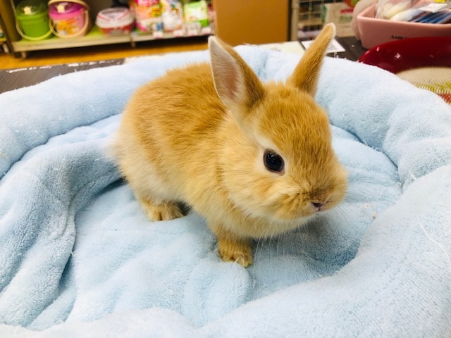 ちっちゃな　ネザーランドドワーフラビット　オレンジ　男の子