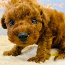 動画載せました！からあげ？！レッドトイプー