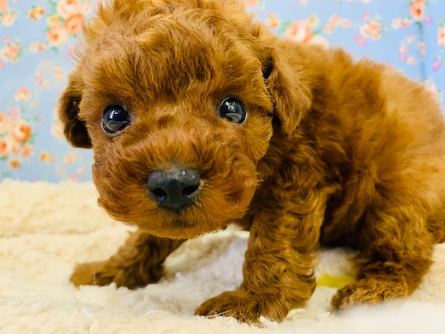 動画載せました！からあげ？！レッドトイプー