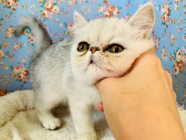 ぶちゃカワの極み？！エキゾチックにゃんこ♪