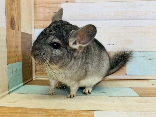 定番人気カラー！グレーチンチラさん♪