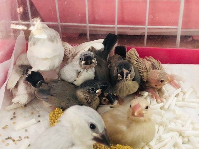 ハクブンチョウ＆サクラブンチョウ　雛限定　手乗りを育ててみませんかフェアー