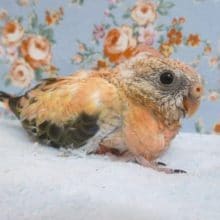 手乗りローズアキクサインコ　４月７日