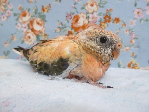 手乗りローズアキクサインコ　４月７日