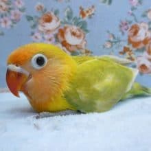 手乗りヤマブキボタンインコ　４月１４日