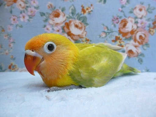 手乗りヤマブキボタンインコ　４月１４日