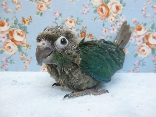 手乗りウロコインコ　ブルー　４月８日