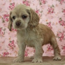 Aコッカースパニエル入舎！