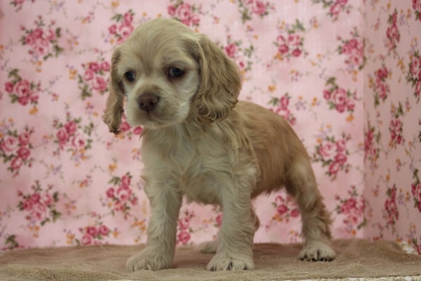 Aコッカースパニエル入舎！