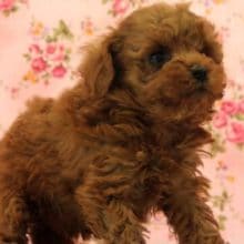 か～わゆいトイプードルさん入舎！