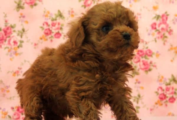 か～わゆいトイプードルさん入舎！