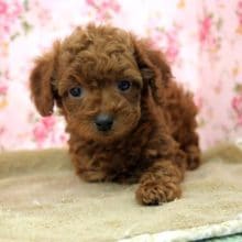 アンニュイな感じ!?　トイプードル入舎しました（＾＾）