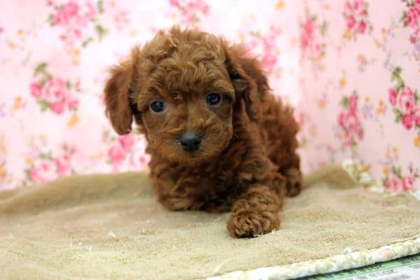 アンニュイな感じ!?　トイプードル入舎しました（＾＾）