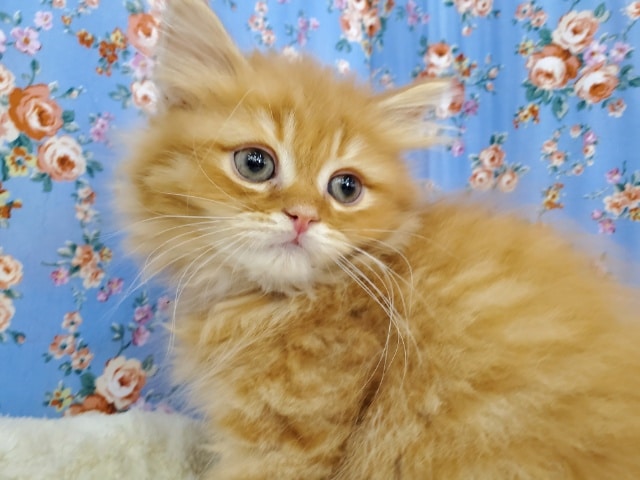 長毛のスコティッシュフォールド☆