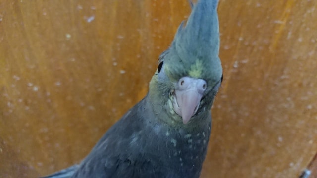 レアなんです！「イエローフェイス」のオカメインコ～