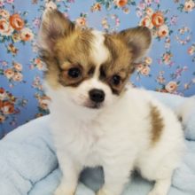 チワワの兄弟♪お兄ちゃん(仮)！