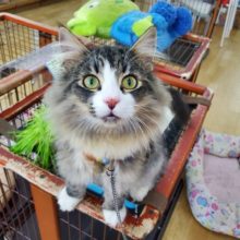 甘ったれ～なノルウェージャン♪