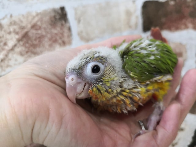 ホオミドリウロコインコさん入荷いたしました♪