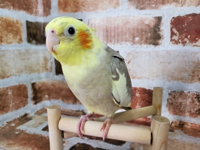 更新しました！オカメインコのシナモンパイドさん♪