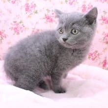 THE ブリちゃん!!　ブリティッシュショートヘアの女のコ　2020.4/22撮影