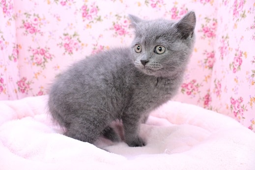 THE ブリちゃん!!　ブリティッシュショートヘアの女のコ　2020.4/22撮影