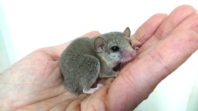 レアキャラだよ！アフリカヤマネ～