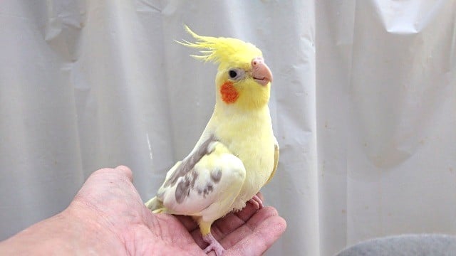 人気高いシナモン！さらにパイドカラーのオカメインコ！