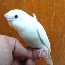 ちょっとだけ。。羽衣セキセイインコ～