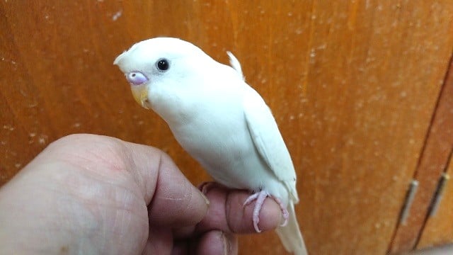 ちょっとだけ。。羽衣セキセイインコ～
