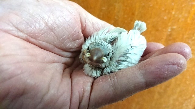 渋いカラーの文鳥　シルバー文鳥です！