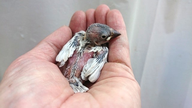 ちびっこ、シルバー文鳥のヒナですよ！