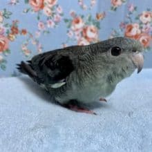 手乗りサザナミインコ　モーヴ　３月１７日