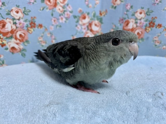 手乗りサザナミインコ　モーヴ　３月１７日