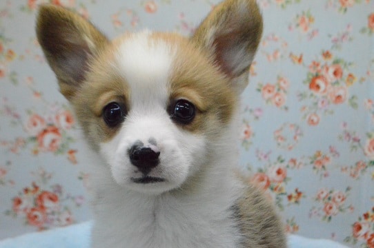 可愛らしいコーギー入舎しました♬　最新動画更新！