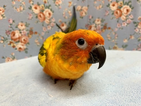 手乗りコガネメキシコインコ　ヒナ餌卒業済　４月１６日撮影