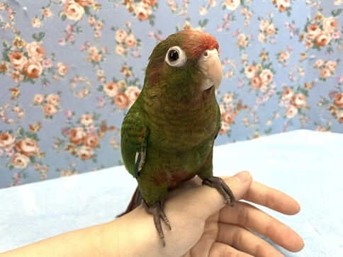 【珍しい】手乗りズアカウロコインコ！