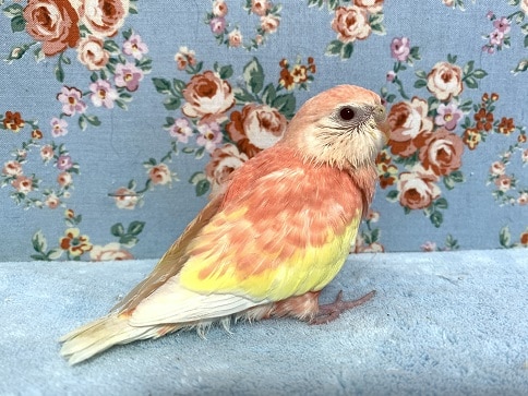 アキクサインコ　ルビノー　ヒナ　４月２３日