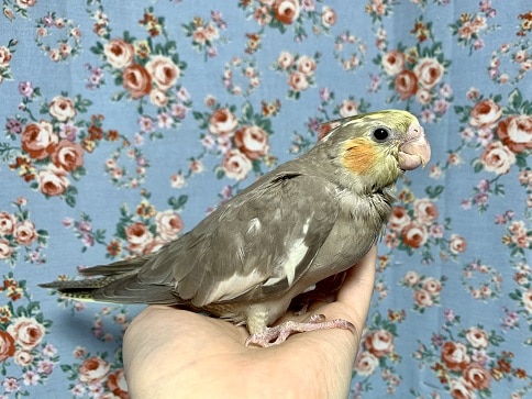 手乗りオカメインコ　シナモン 5月23日