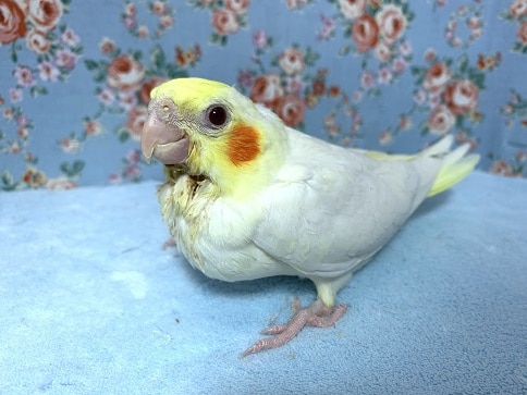 手乗りオカメインコ　ルチノー　４月２９日