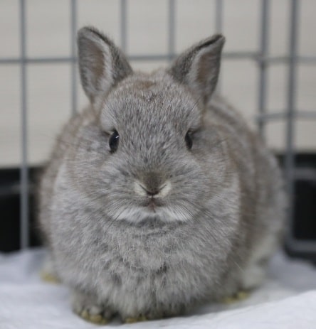 ちっちゃい！ネザーランドドワーフラビット 2020年04月30日撮影