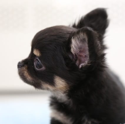 ちびっこ　チワワ～　2020年04月07日(火)撮影