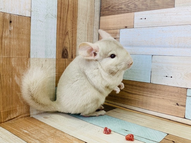 久しぶりにチンチラのシナモンが入舎しました♪