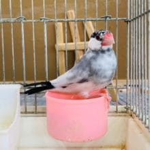 愛称はごましおちゃん！！桜文鳥さん♪