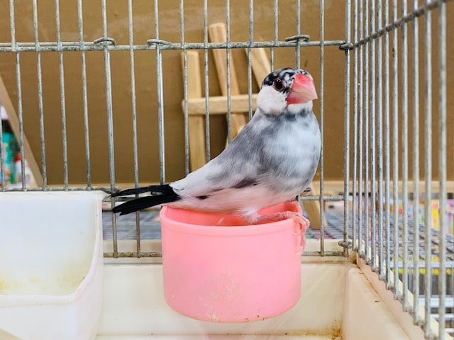 愛称はごましおちゃん！！桜文鳥さん♪