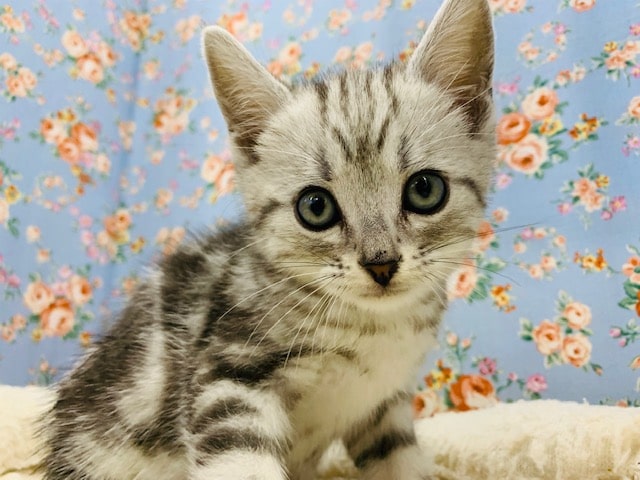 美形なアメリカンショートヘアー♪