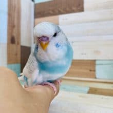 マイペースなジャンボセキセイインコさん入舎♪