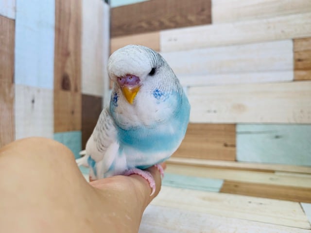 マイペースなジャンボセキセイインコさん入舎♪ マイペースなジャンボセキセイインコさん入舎♪