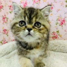 おっとりまったりのエキゾチックショートヘア♪