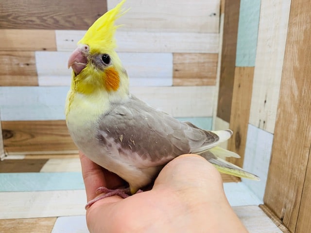 馴れているシナモンパイドオカメインコさん！